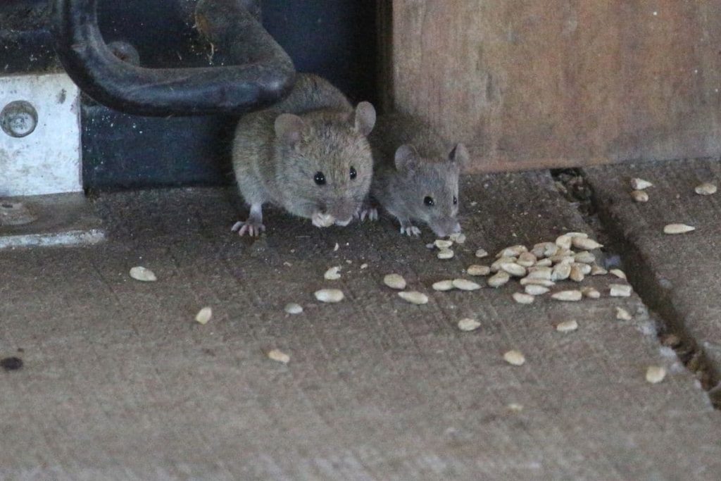 Mäuse am Vogelhaus
