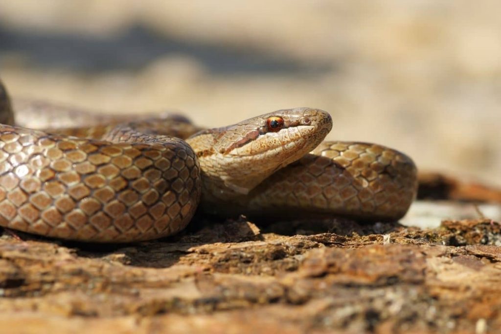 Schlingnatter gehören zu den seltenen Schlangenarten in Deutschland