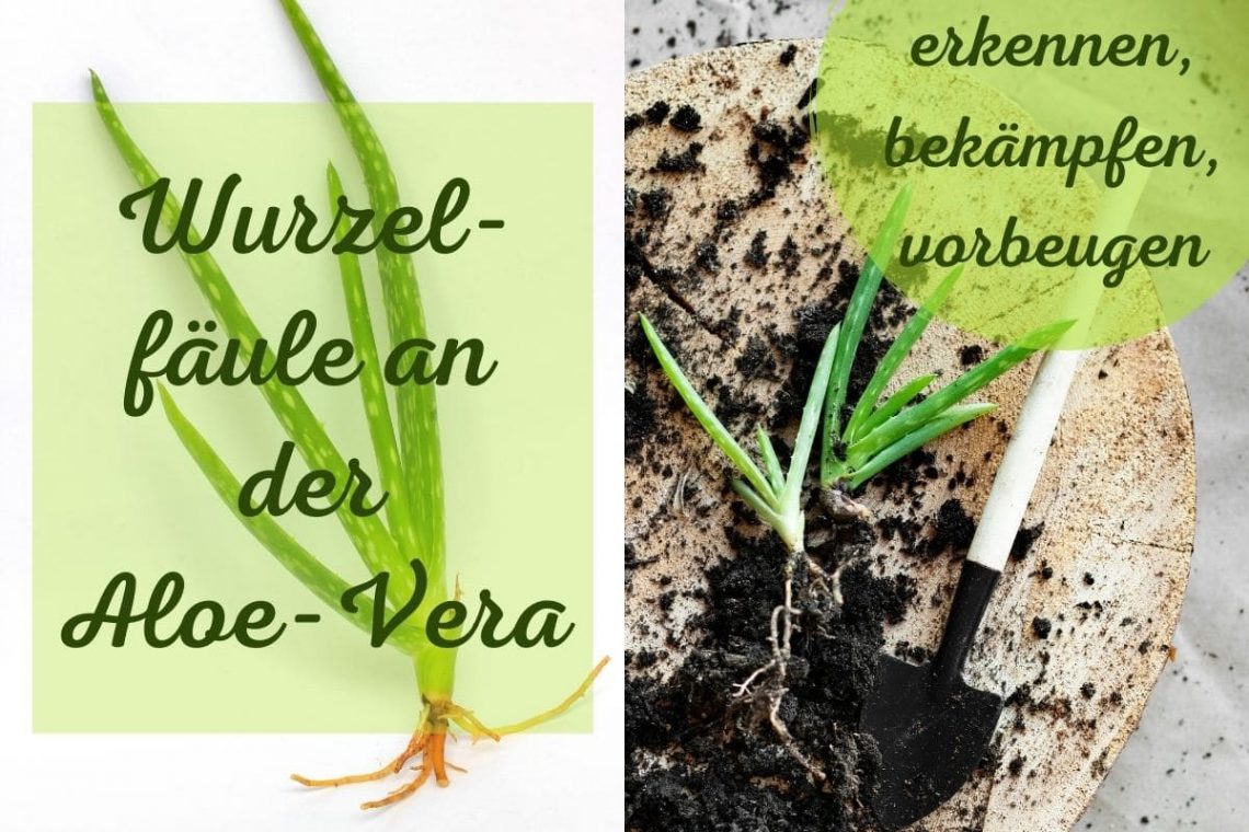Aloe-Vera Wurzelfäule - Titel