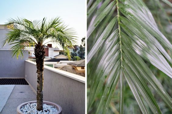 Was es vorm Kauf die Winterharte palmen für den garten kaufen zu analysieren gibt