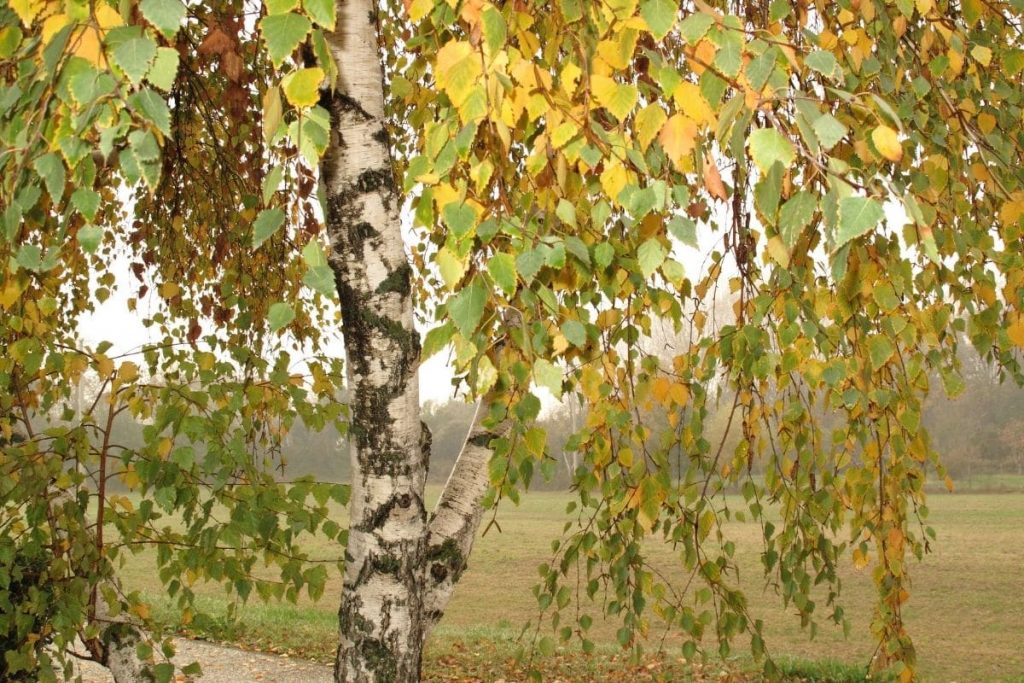 Birke, intensive Laubfärbung im Herbst