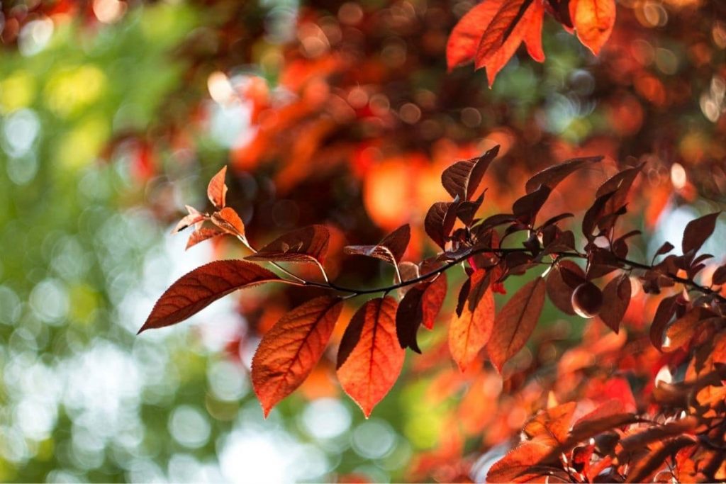 Blut-Buche, intensive Laubfärbung im Herbst
