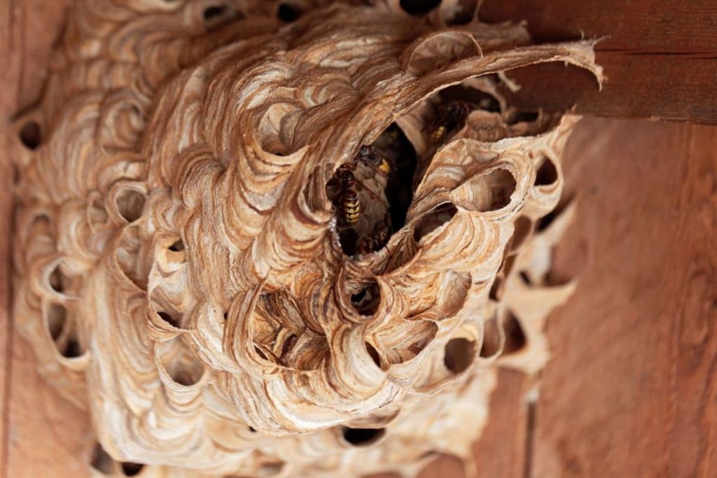 Hornissen-Nest, wie viele Wespen leben in einem Nest
