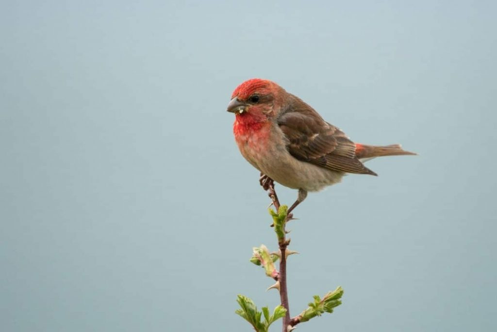 Karmingimpel, Vögel mit rotem Bauch