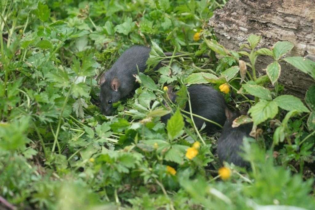 Ratten im Garten bekämpfen