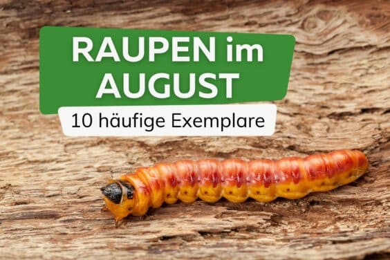 Raupen im August - Weidenbohrer (Cossus cossus)