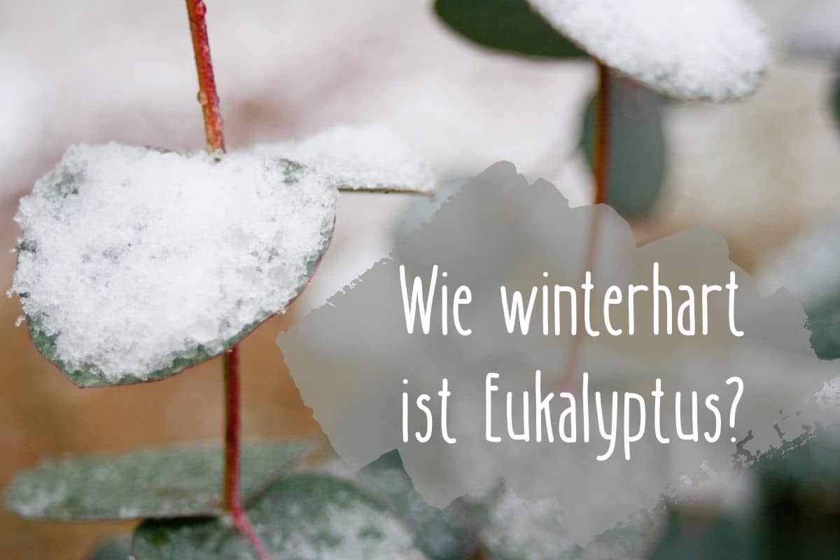 Wie winterhart ist Eukalyptus - Titel