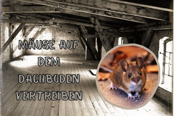 Mäuse auf Dachboden vertreiben - Titel