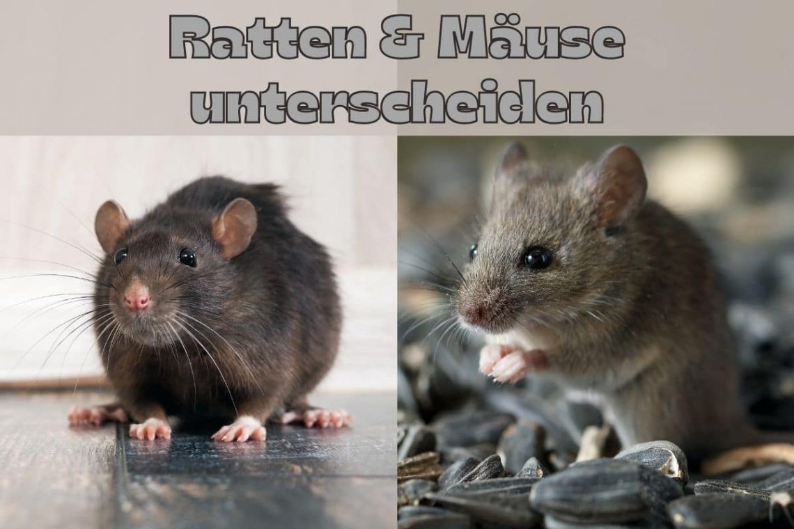 Mäuse und Ratten unterscheiden - Titel