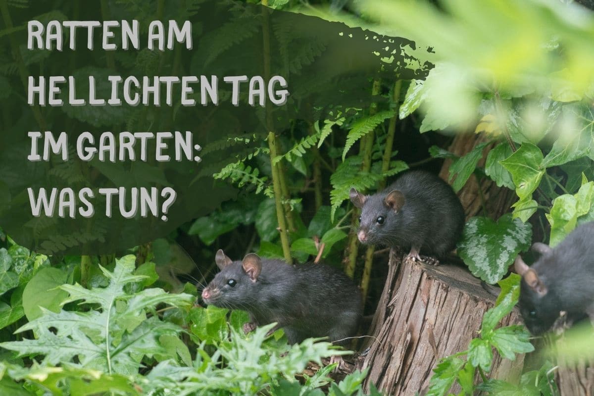 Ratten am hellichten Tag im Garten: was tun?