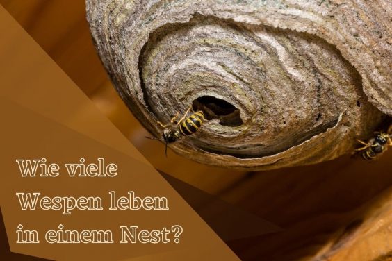 Wie viele Wespen leben in einem Nest - Titel