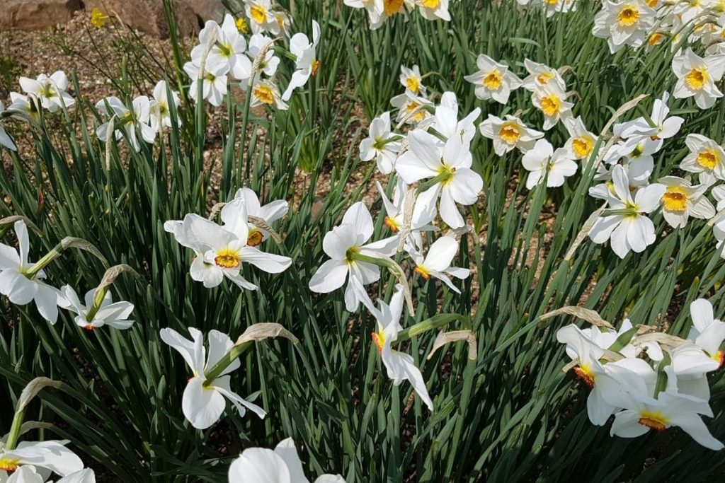 Weiße Narzisse, weiße Wiesenblume
