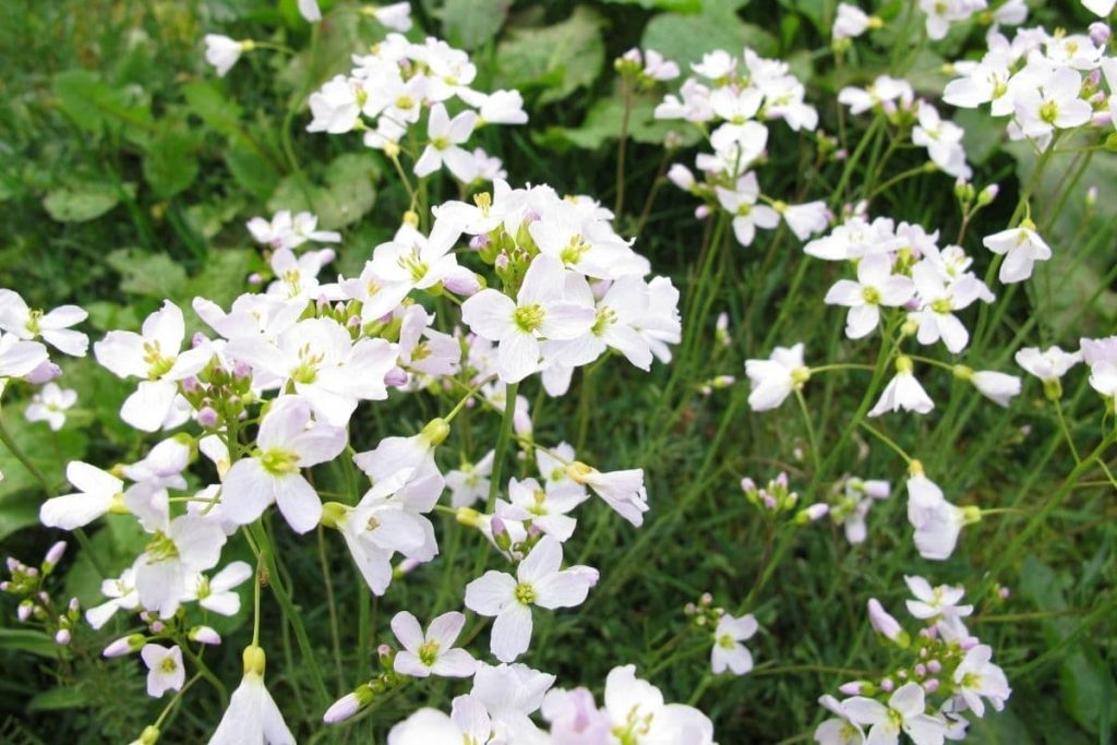 Wiesenschaumkraut, weiße Wiesenblume