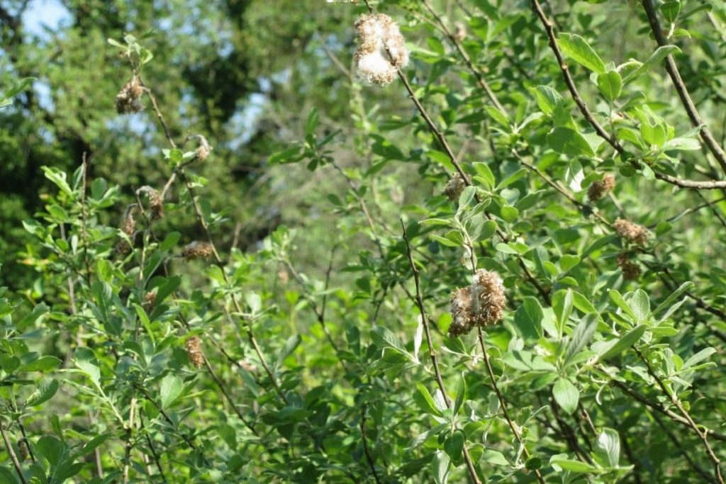 Aschweide (Salix cinerea)