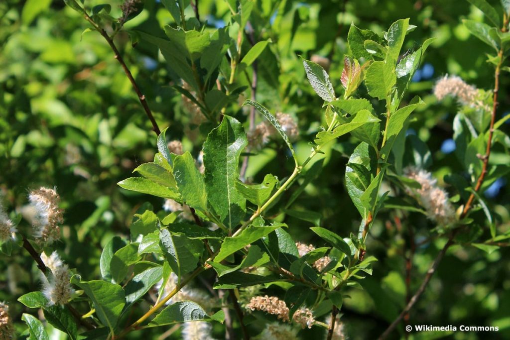 Bleiche Weide (Salix starkeana)