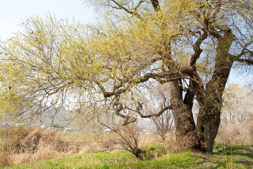 Bruch-Weide (Salix fragilis)