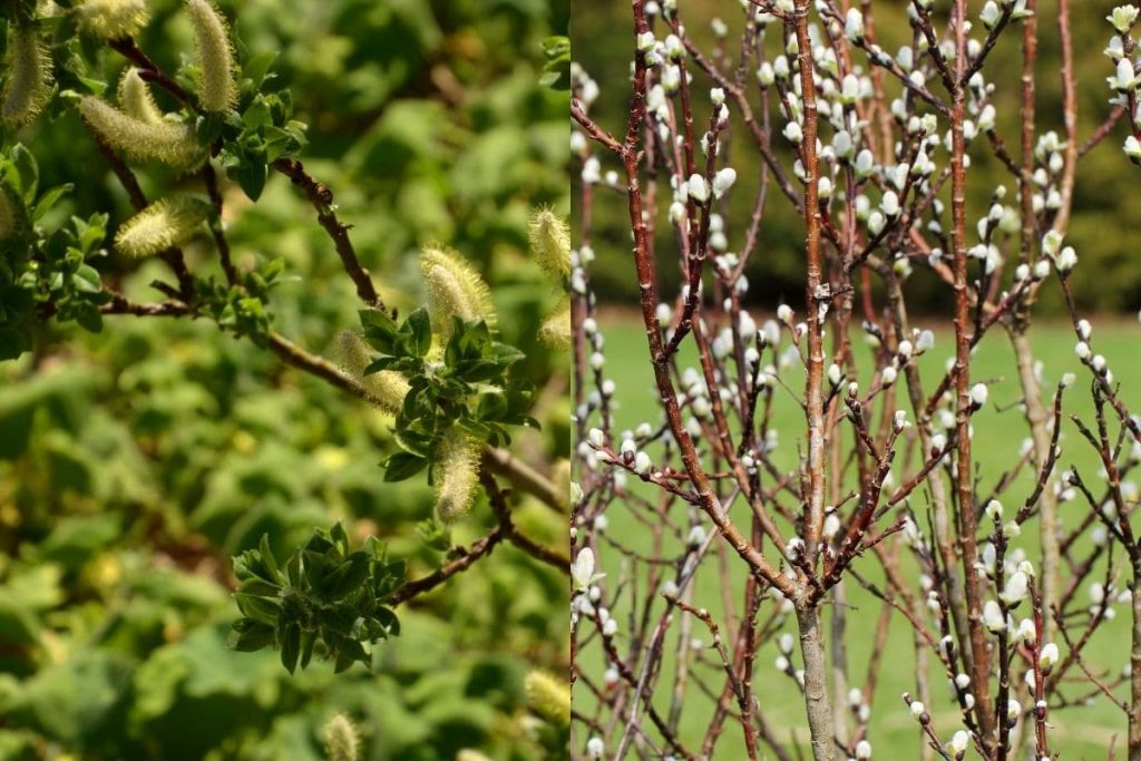 Engadin- Weide (Salix hastata "Wehrhahnii")