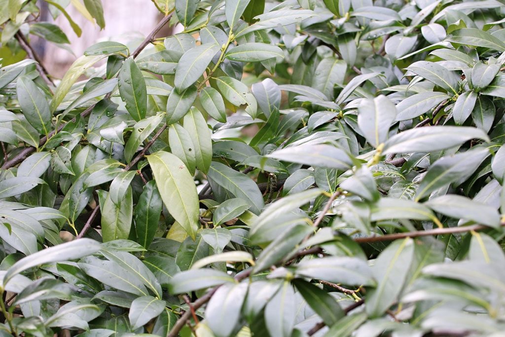 Lorbeerkirsche 'Etna' (R) (Prunus laurocerasus), immergrüne Sträucher
