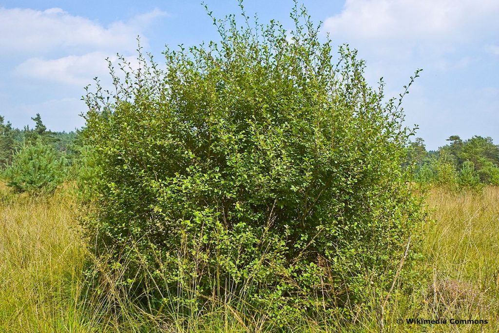 Öhrchenweide (Salix aurita)