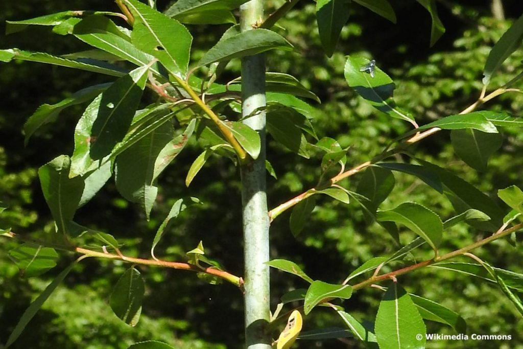 Reif-Weide (Salix daphnoides)