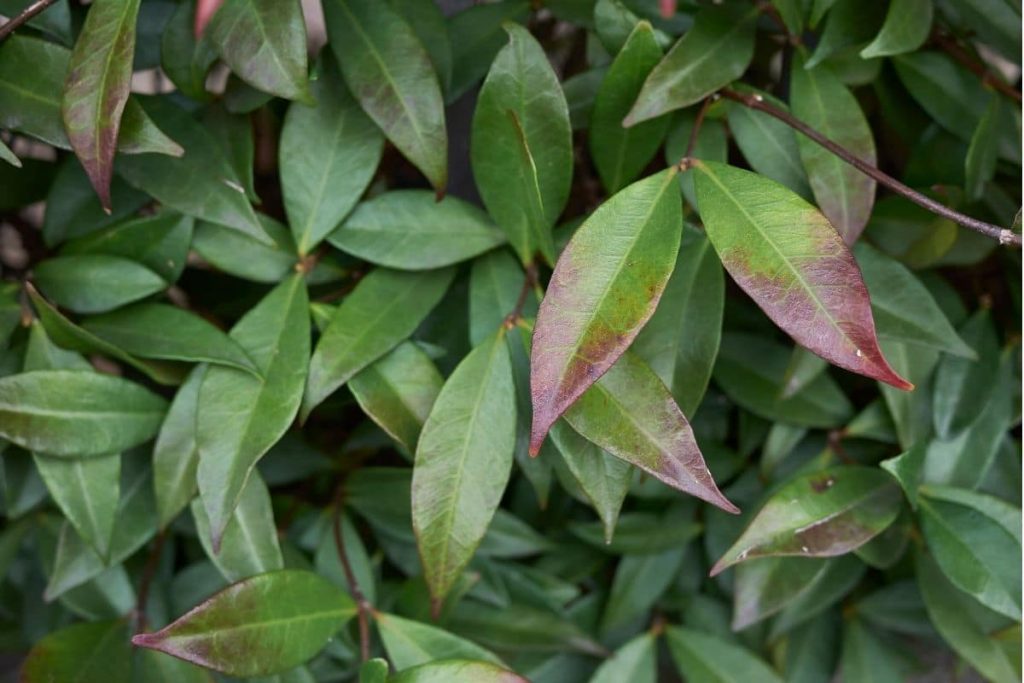 Sternjasmin (Trachelospermum jasminoides), immergrüne Sträucher