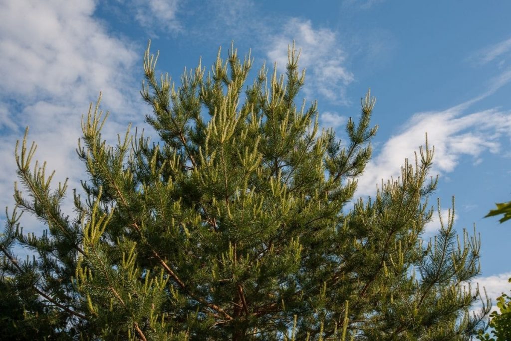 Strauch-Waldkiefer 'Watereri' (Pinus sylvestris), immergrüne Sträucher