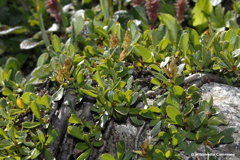 Stumpfblättrige Weide (Salix retusa)