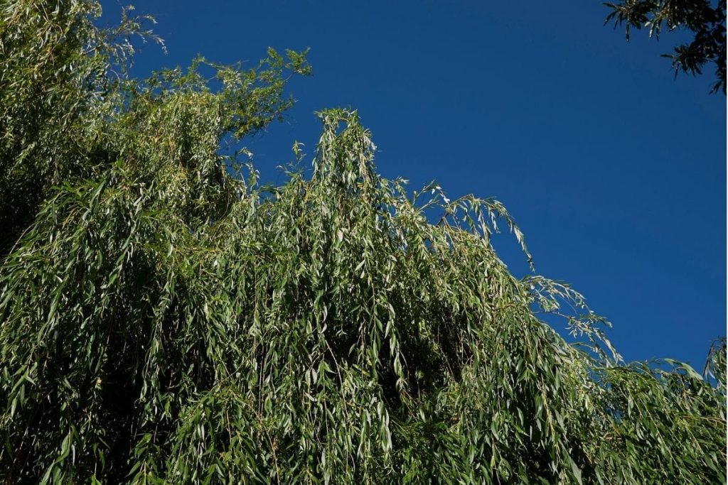 Trauerweide (Salix babylonica)