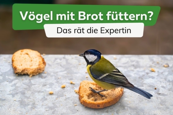 Darf man Vögel mit Brot füttern? - Titel