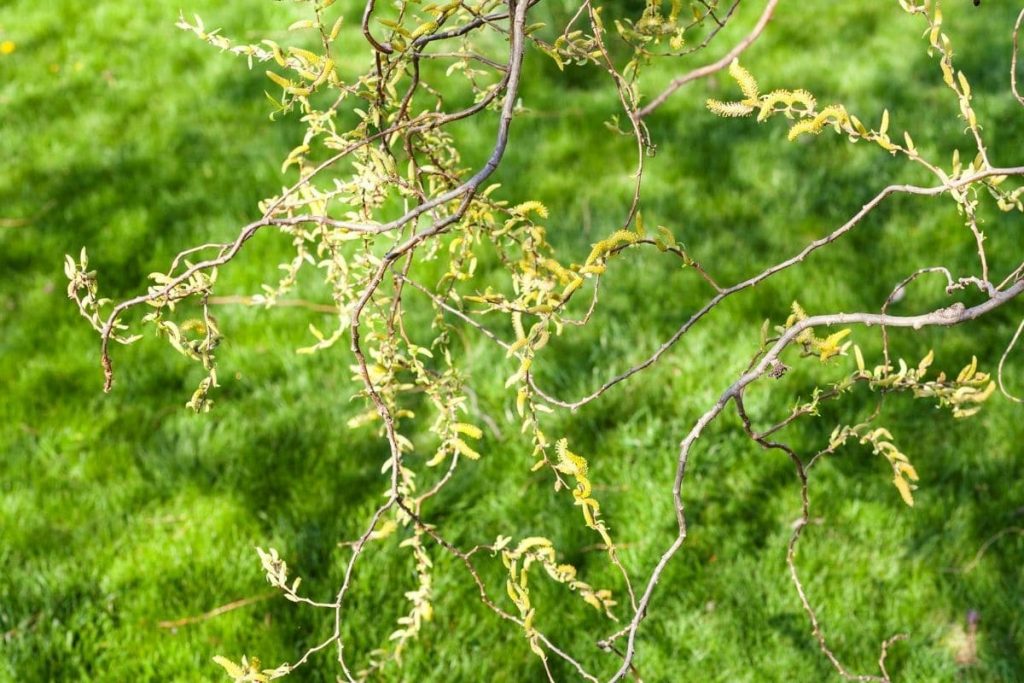 Weidenblüte (Salix) Pollenflugkalender
