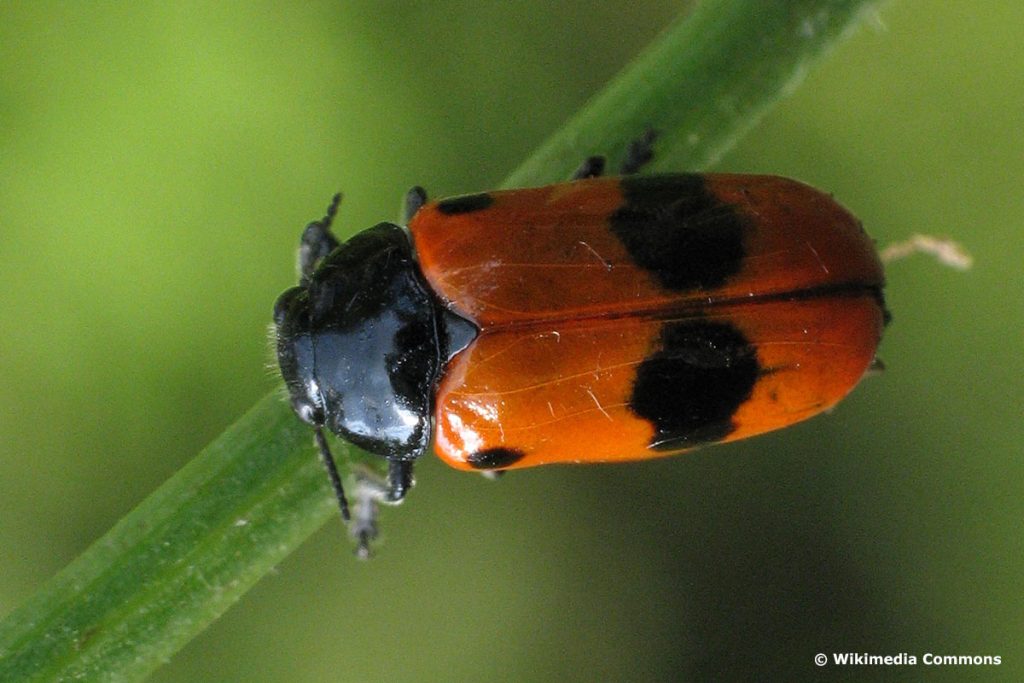 Ameisen-Blattkäfer (Clytra laeviuscula), roter Käfer mit schwarzen Punkten