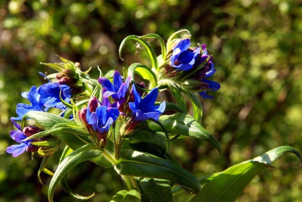 Blauroter Steinsame (Buglossoides purpurocaerulea)