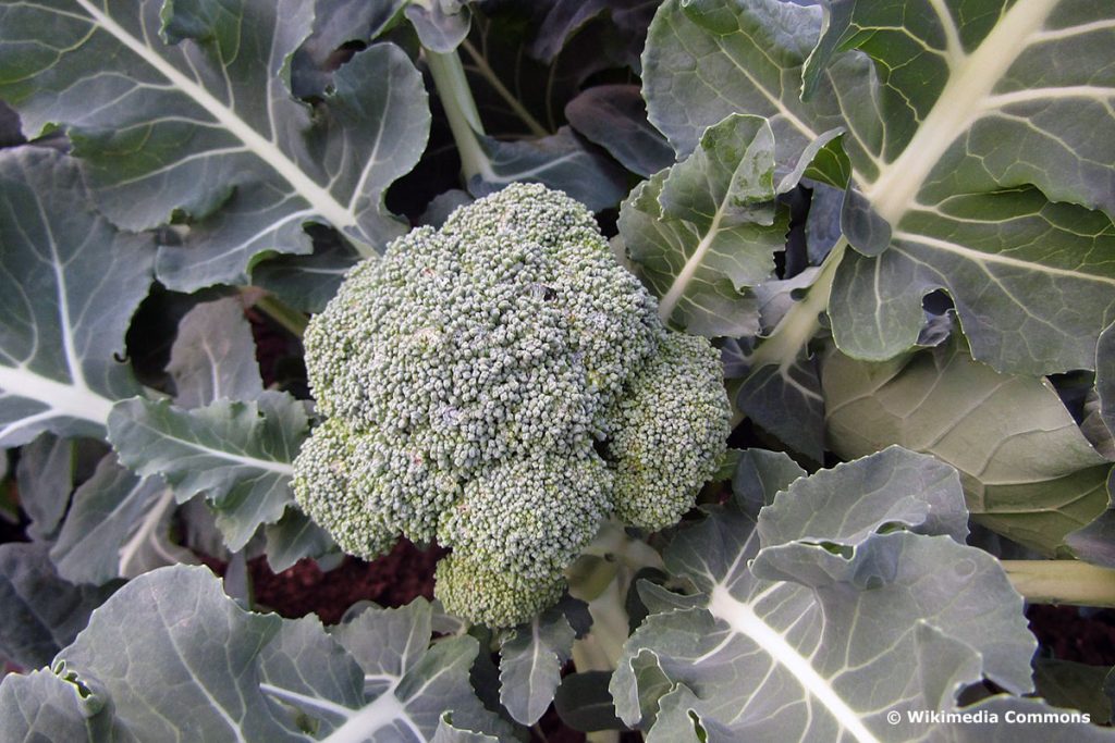 Brokkoli (Brassica oleracea var. italica), Gemüse im März und April pflanzen