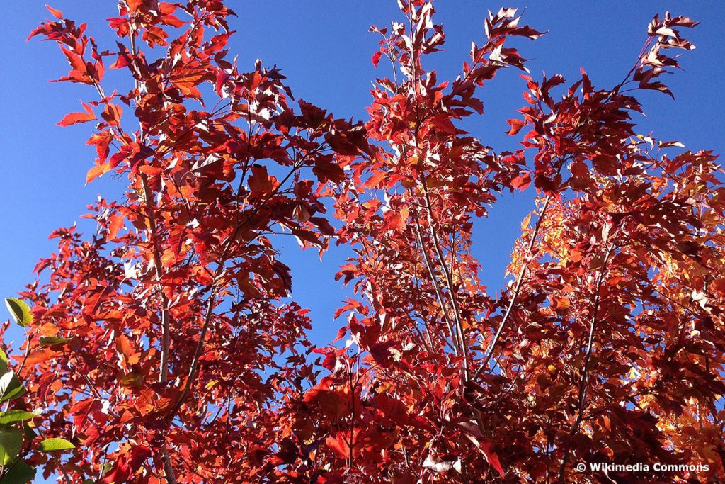Feuerahorn (Acer grinnala), Baum mit roten Blättern