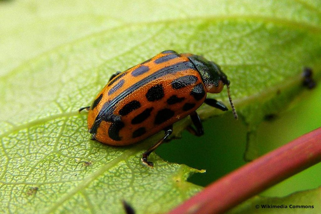 Gefleckter Weidenblattkäfer (Chrysomela vigintipunctata), roter Käfer mit schwarzen Flecken