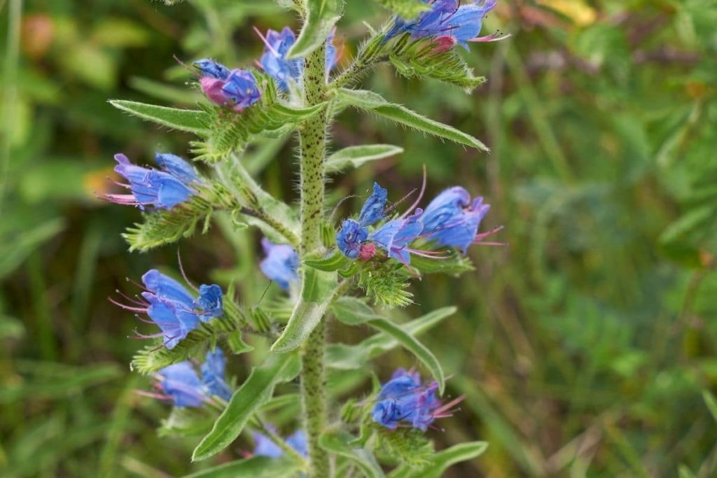 Gewöhnlicher Natternkopf, Blauer Natternkopf (Echium vulgare), blaue Wiesenblume