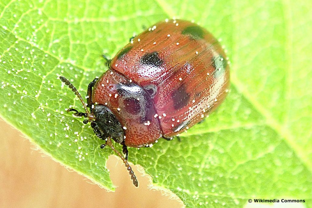 Korbweiden-Blattkäfer (Gonioctena viminalis), roter Käfer mit schwarzen Punkten