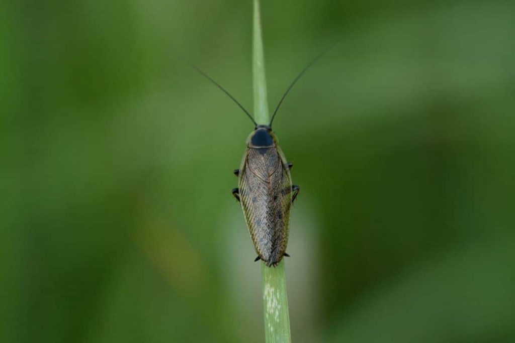 Lappland-Waldschabe (Ectobius lapponicus), Kakerlaken ähnliche Käfer