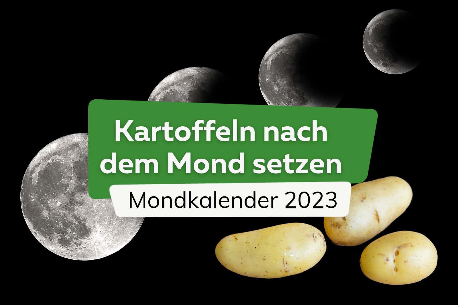 Mondkalender 2023: Kartoffeln setzen nach dem Mond