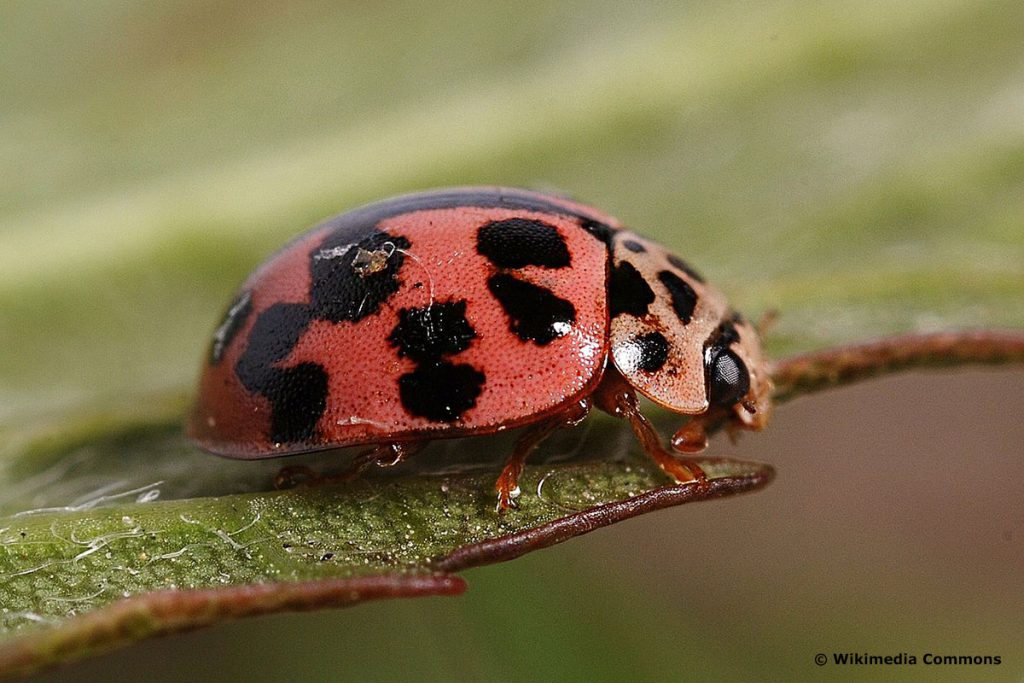 Pappelmarienkäfer (Oenopia conglobata). roter Käfer mit schwarzen Punkten