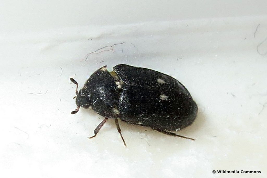 Pelzkäfer (Attagenus pellio), schwarzer Käfer mit Flügeln