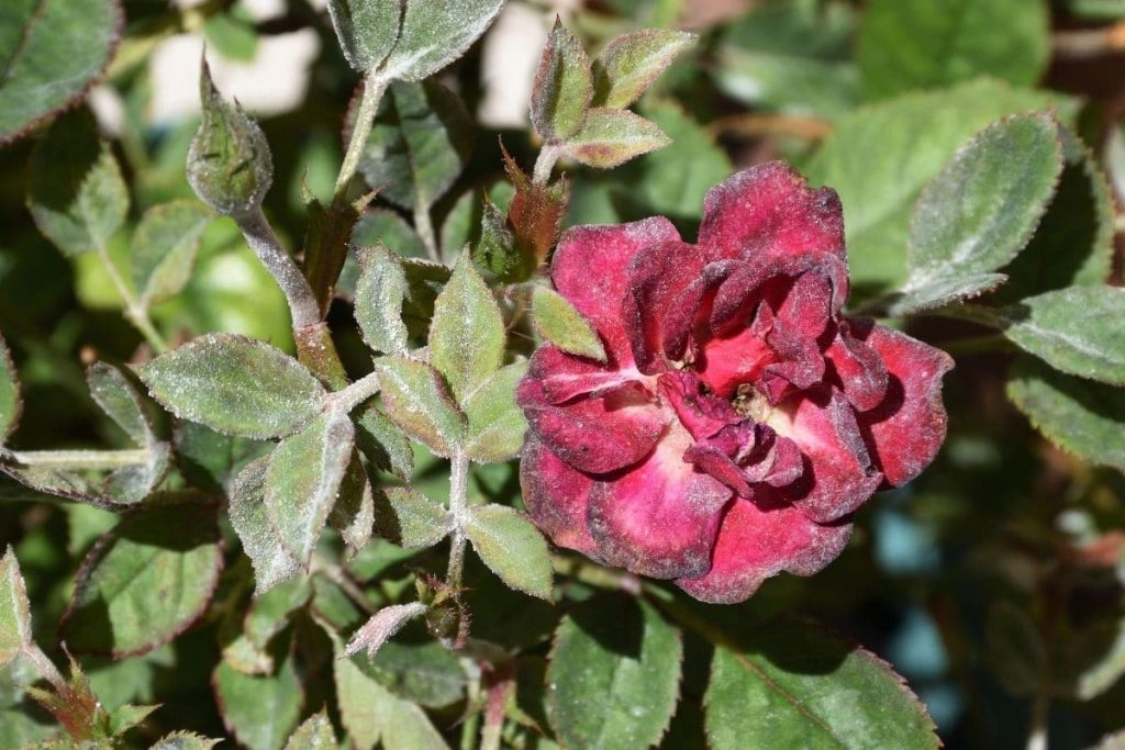 Echter Mehltau, Rose verliert Blätter