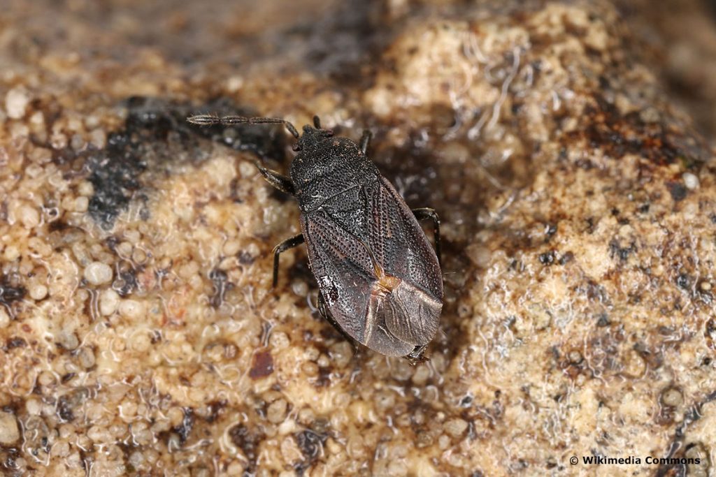Schwarze Bodenwanze (Drymus ryeii), Kakerlaken ähnliche Käfer