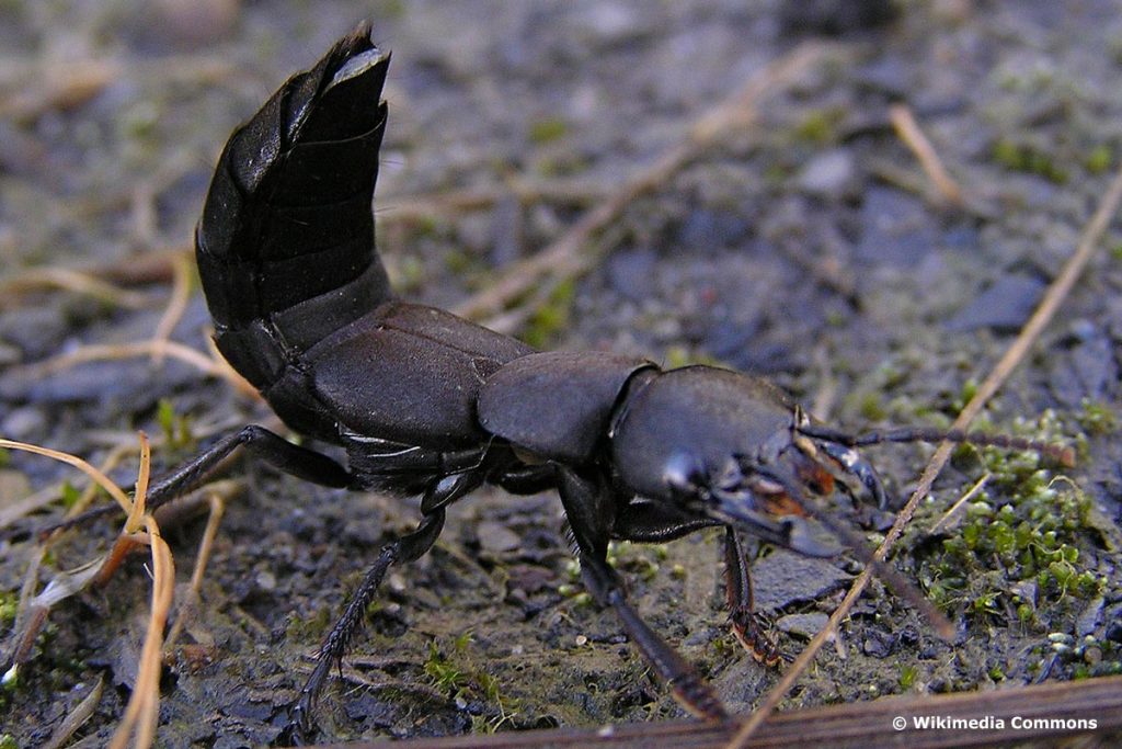 Moderkäfer, schwarz (Ocypus olens), schwarzer Käfer mit Flügeln