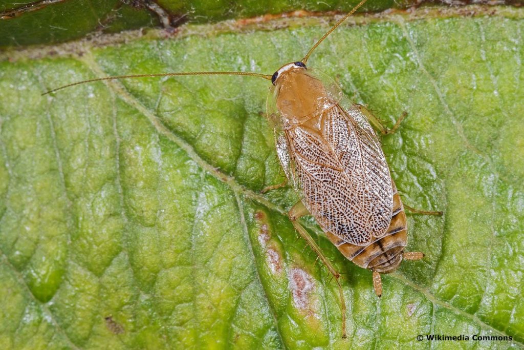 Tanger-Waldschabe (Planuncus tingitanus), Kakerlaken ähnliche Käfer