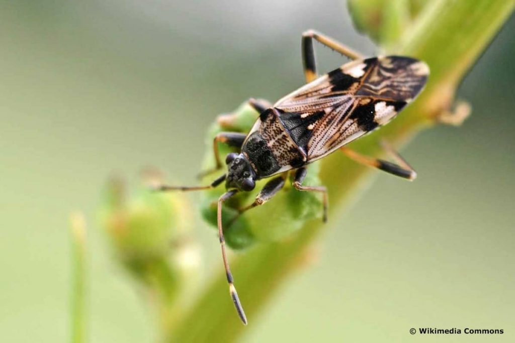 Tappert (Beosus maritimus), Kakerlaken ähnliche Käfer