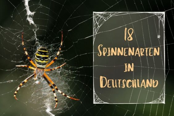 Spinnenarten in Deutschland - Titel
