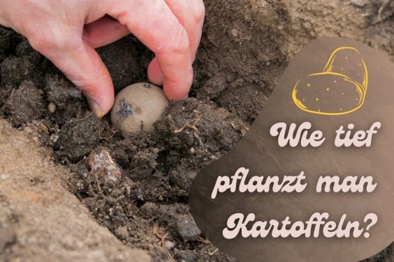 Wie tief pflanzt man Kartoffeln - Titel