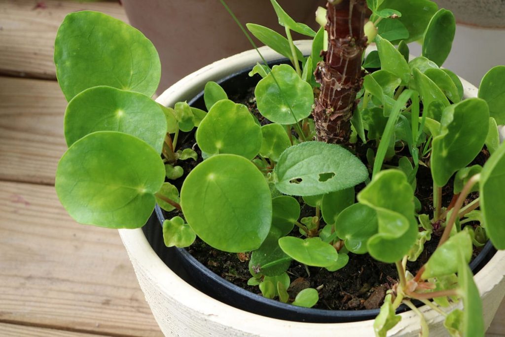 Ufopflanze (Glückstaler, Pfannkuchenpflanze, Bauchnabelpflanze, bot. Pilea peperomioides)