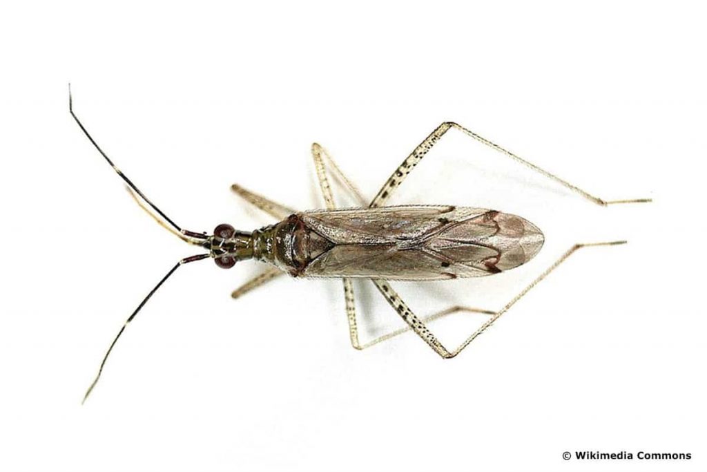 Unbeständiger Schmalhans (Dicyphus errans), Kakerlaken ähnliche Käfer